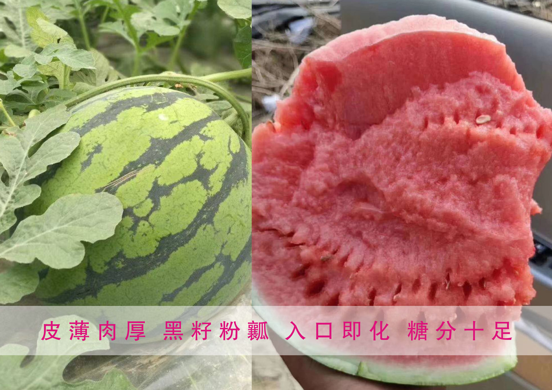 浙江大棚西瓜种子，西瓜产区推荐种植品种，纯度高，芽率好，甘肃繁育生产品种