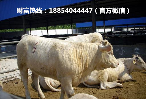 批发出售夏洛莱牛 夏洛莱肉牛的价格 大型肉牛养殖场示例图11