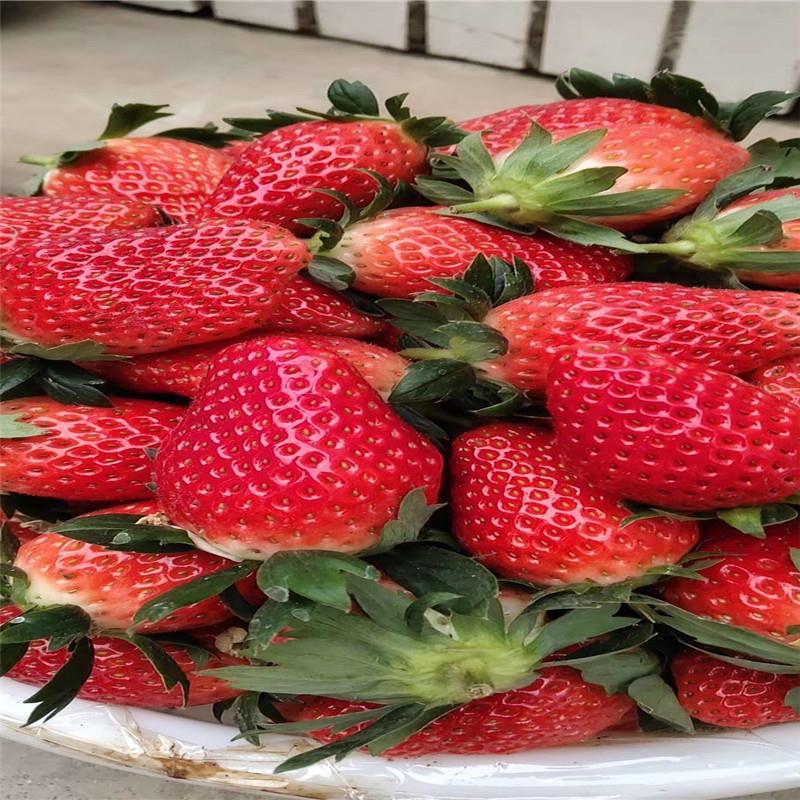 美六草莓苗 现货批发 泉诚苗木 红实美草莓苗 大型批发基地