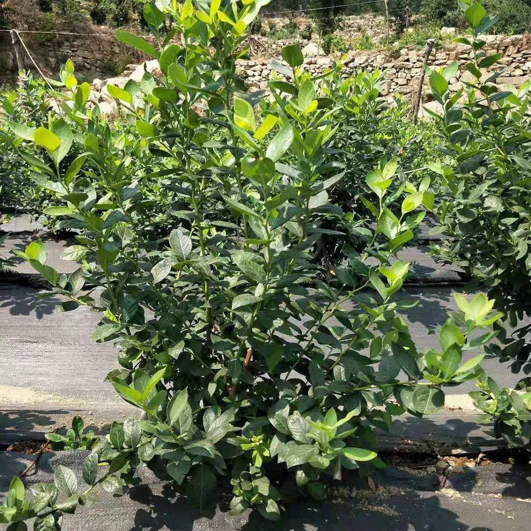 自产自销 2年蓝莓苗量大质优  北蓝蓝莓苗厂家供应 亿通园艺场