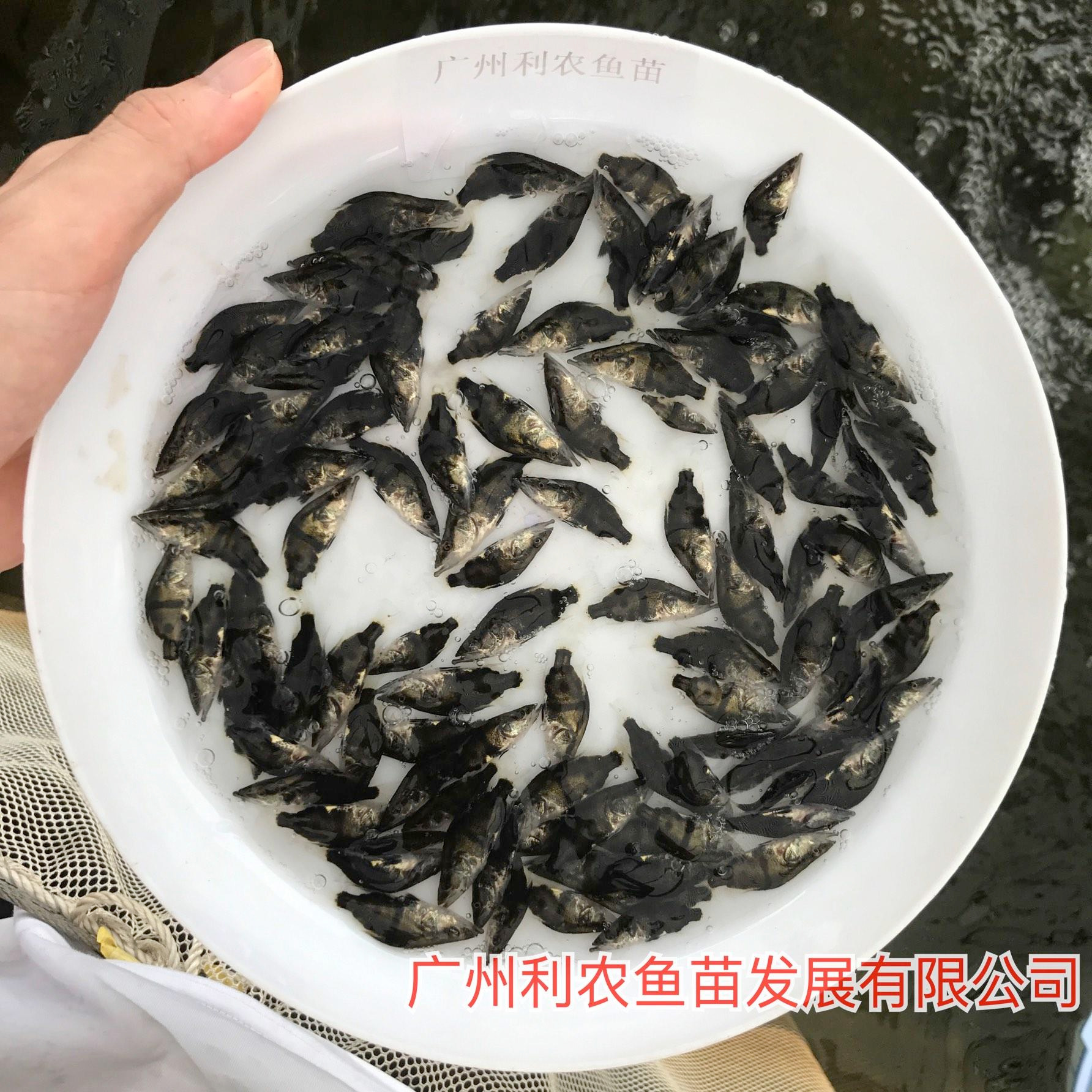 大量大规格凶猛桂花鱼苗批发价格 苗场直供桂花鱼苗质量保障图片