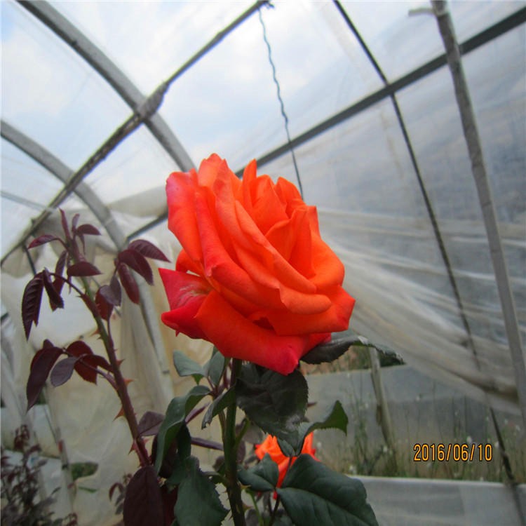 供应玫瑰种苗 鲜切玫瑰 玫瑰种苗 量大优惠
