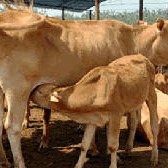 贵州西门塔尔牛 西门塔尔牛种牛养殖场 通凯 肉牛犊供应图片