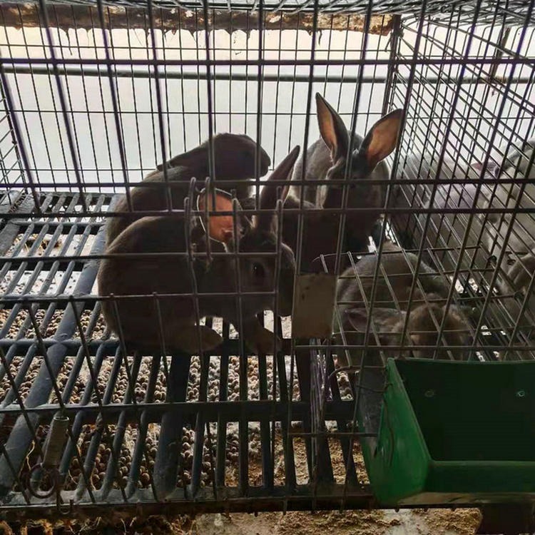 比利时种养殖场 内江肉兔市场价格 山东大型种兔养殖合作社