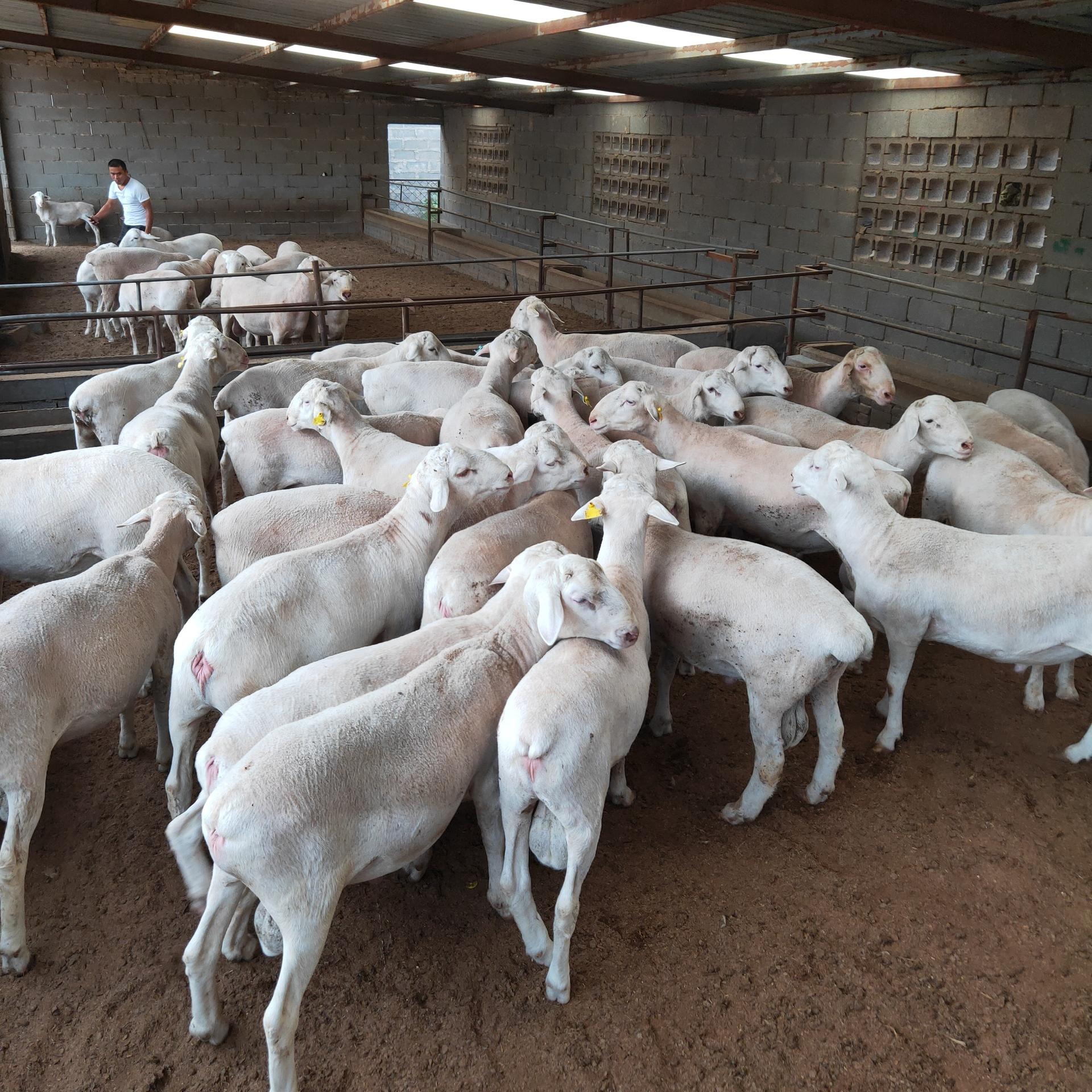 白头杜泊绵羊羊羔 黑头杜波羊肉羊 杜泊羊种羊养殖基地