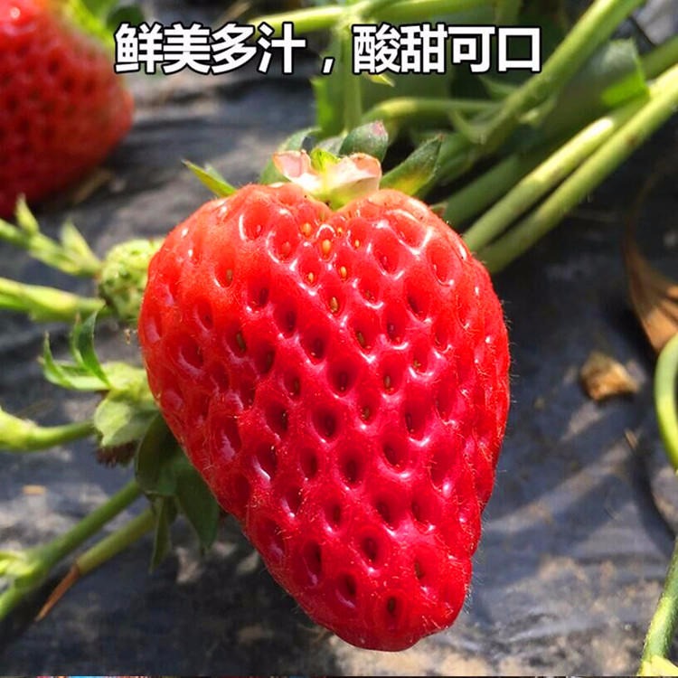 奶油草莓苗盆栽带盆带土种籽子可食用红颜四季草莓结果阳台种植新苗秧