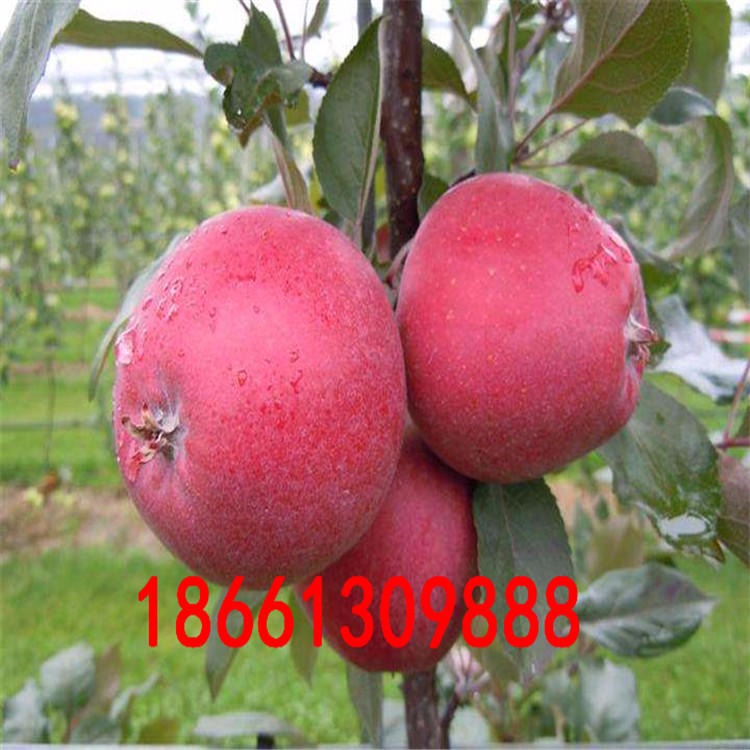 美国蛇果苹果苗种植基地 花牛苹果苗基地 提供种植技术