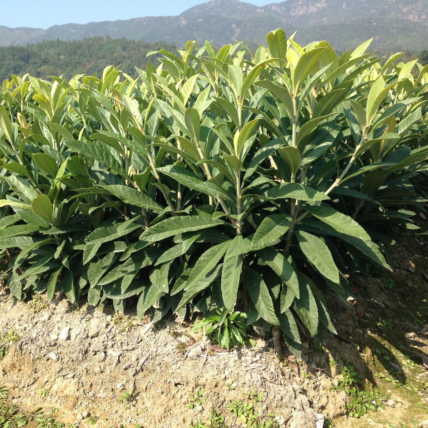 枇杷树苗2-15公分各种果树价格低规格全 金榆花卉