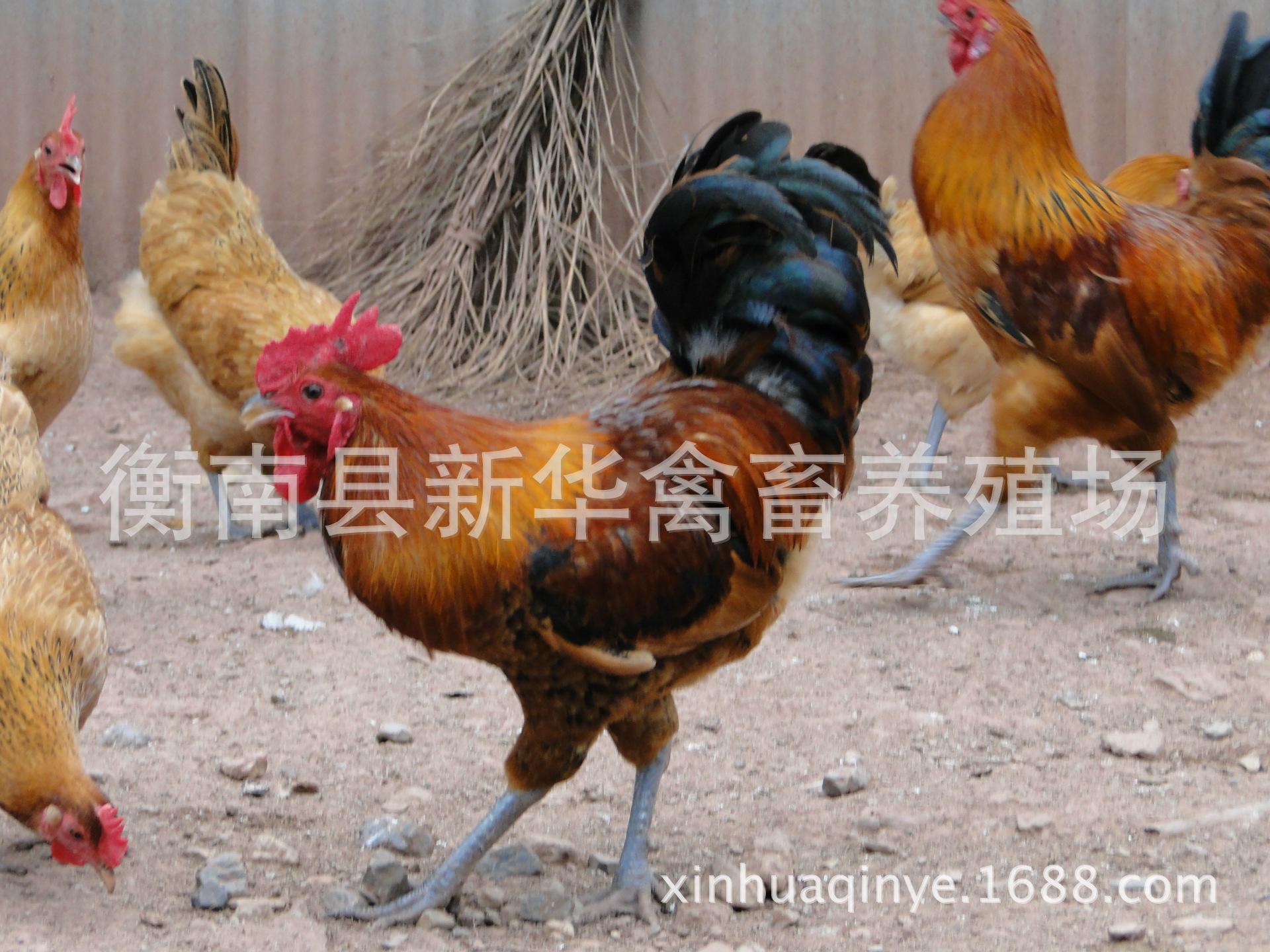 新华禽畜厂家直销正宗农家散养土鸡下单现杀包邮保鲜商品土鸡示例图6