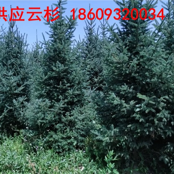 辽宁云杉树苗批发-1米2米3米造林云杉价格