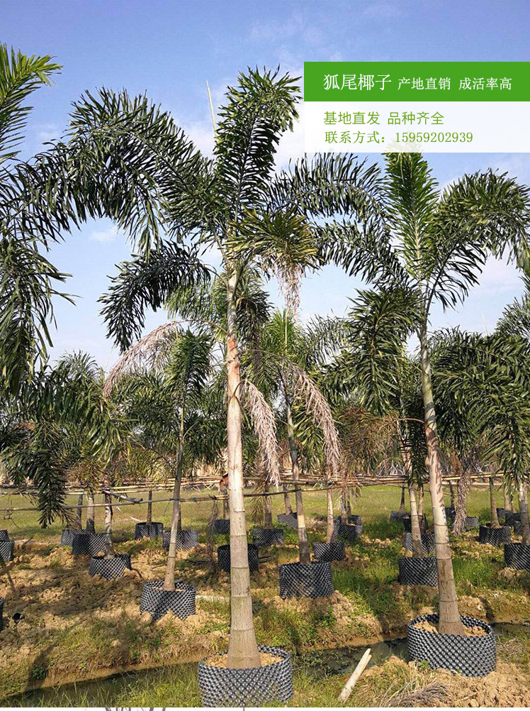 狐尾椰子 狐尾椰子移栽苗 大型绿化树 狐尾椰子茎部光滑植株挺拔示例图7