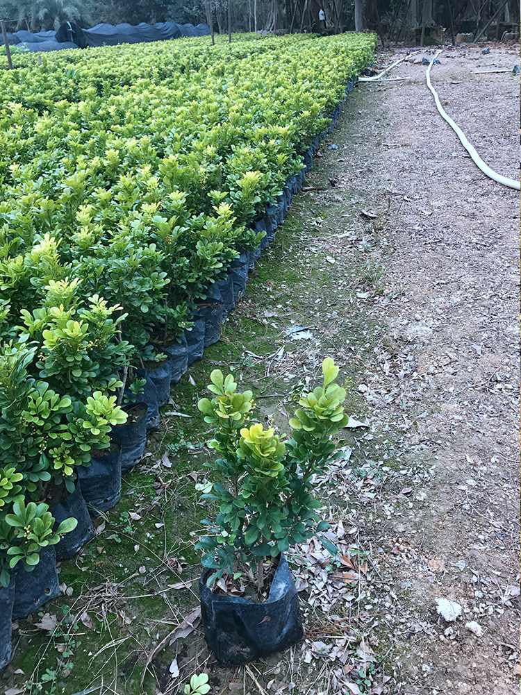 米兰高度40厘米 带花的小盆栽枝叶绿米兰 城市道路观赏四季米兰示例图2