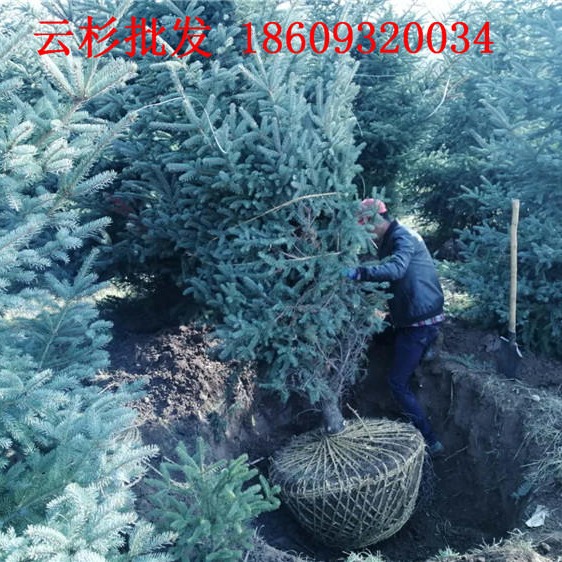丽江云杉种植基地 迪庆云杉1米2米2.5米4米价格
