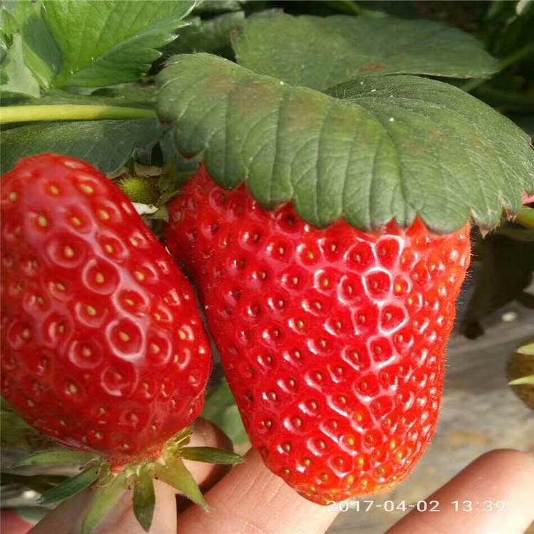 四季种植甜查理草莓苗基地高产 品种多样奶油草莓苗根系发达 四季草莓苗出售