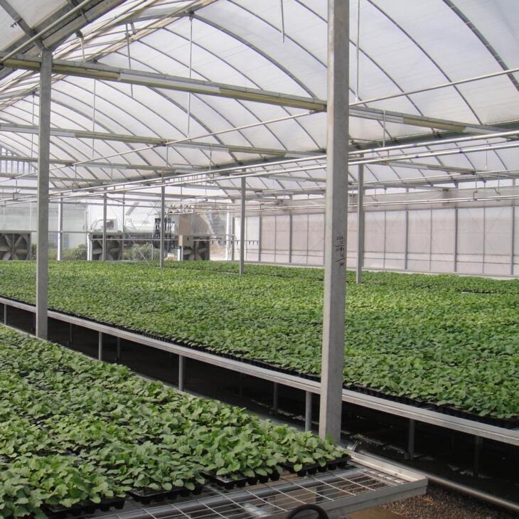 智能温室大棚 果蔬养殖专用连栋玻璃温室 蘑菇温室大棚定制