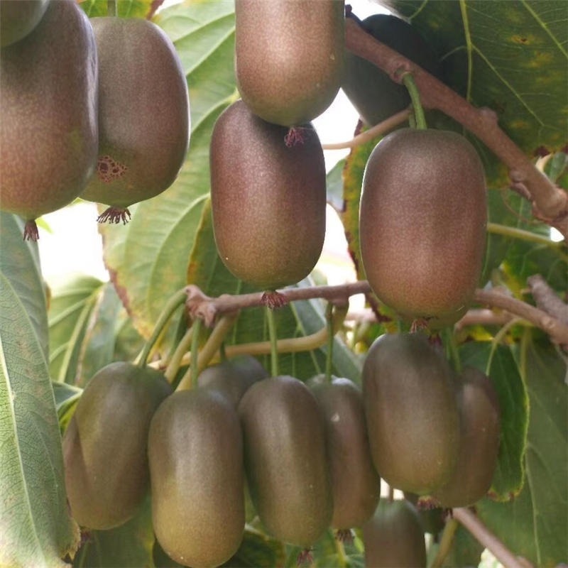 软枣猕猴桃苗一棵价格 猕猴桃苗价格 猕猴桃厂家自产自销