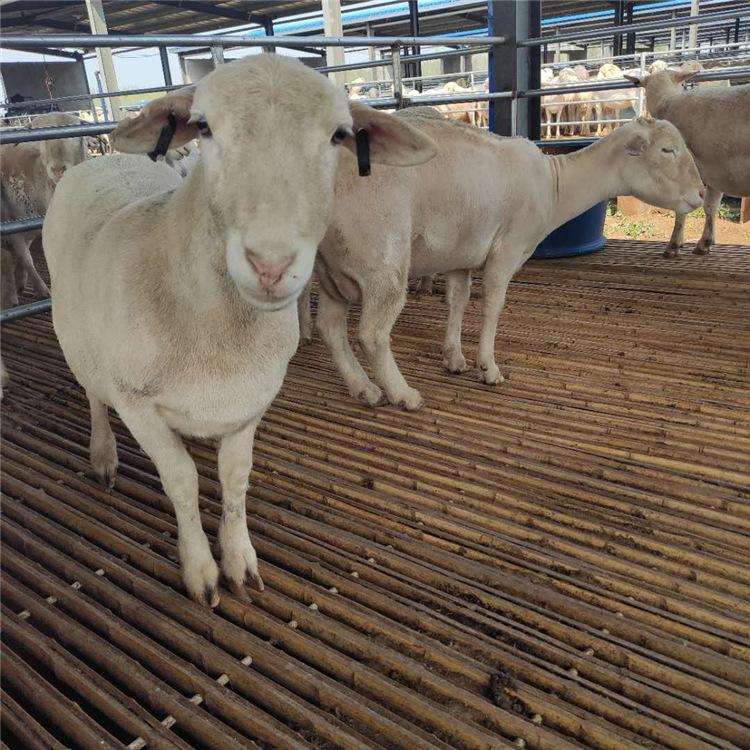 澳洲白绵羊 肉羊良种 澳洲白种公羊 三友 肉羊的养殖 适应性广