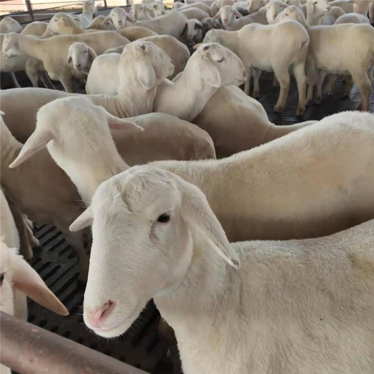 陕西省湖羊价格 湖羊与山羊批发价格 龙翔 湖羊种羊养殖场
