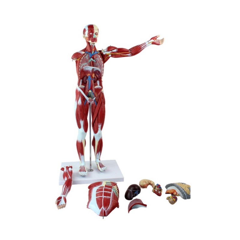 人体全身肌肉附脏器模型实训考核装置  人体全身肌肉附脏器模型实训设备   人体全身肌肉附脏器模型综合实训台图片