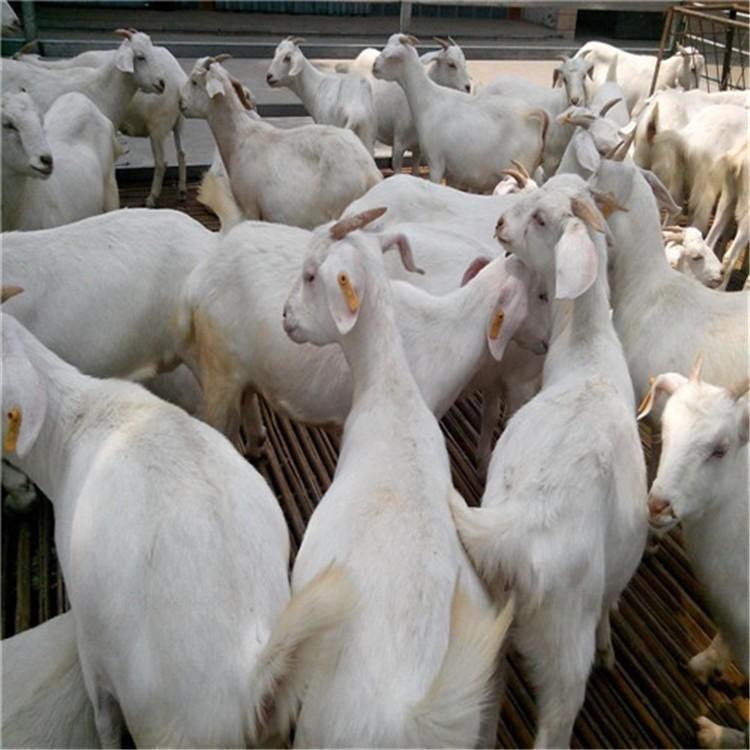 种羊养殖场-白山羊价格-美国大白羊现货供应-龙翔牧业