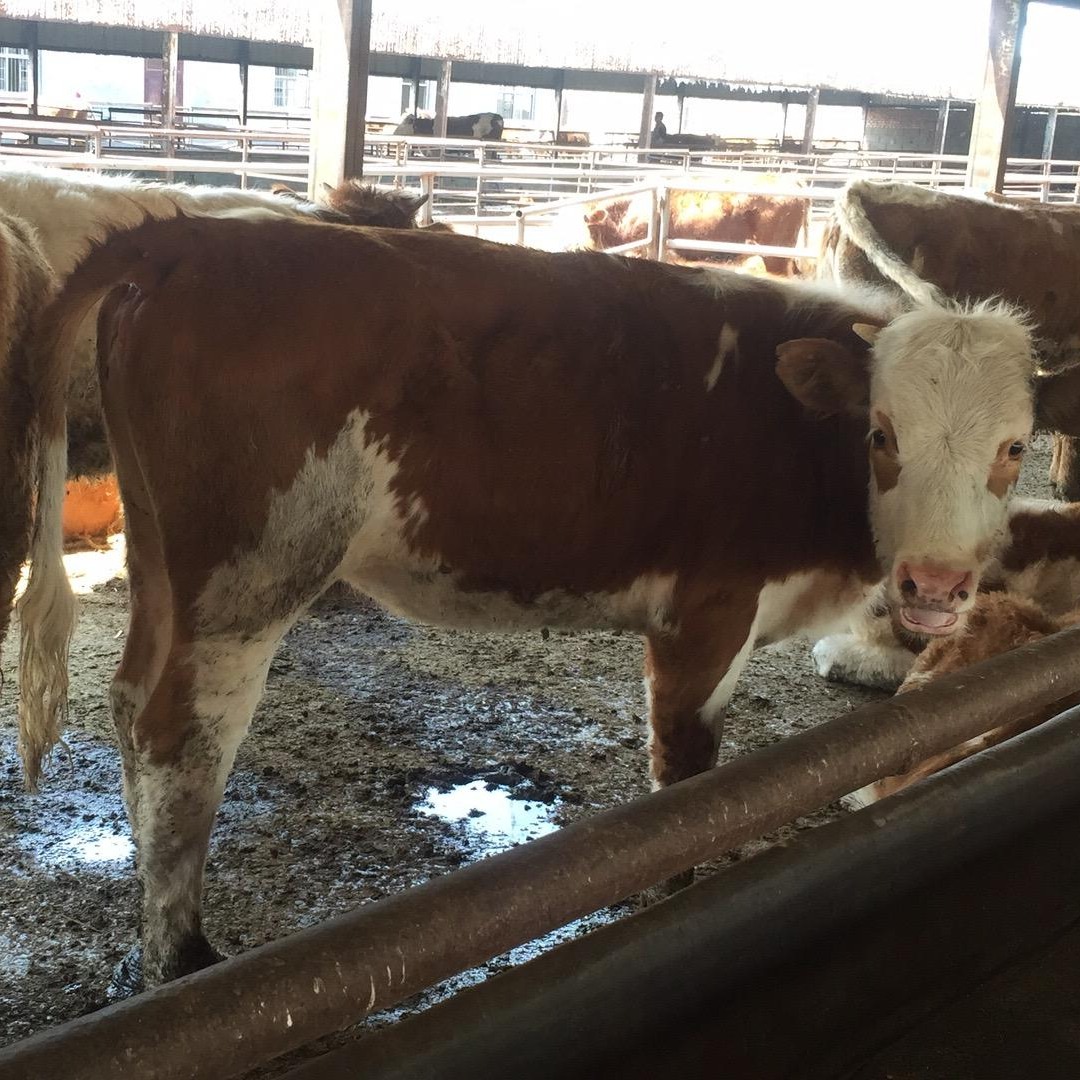 六代西门塔尔牛厂家 西门塔尔牛肉牛价格 通凯 厂家出售牛犊子