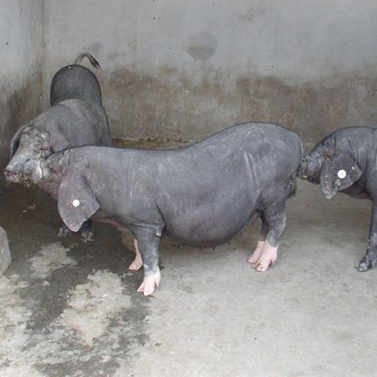 四蹄白太湖种母猪价格 批发梅山纯种小母猪苗 后备黑母猪公猪