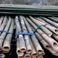 京西竹业 厂家批发苹果树、桃树、枣树、枸杞等各类果树支撑竹杆