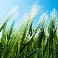 田小白 权管旺 小麦田除草剂      厂家批发除草剂     除草剂价格