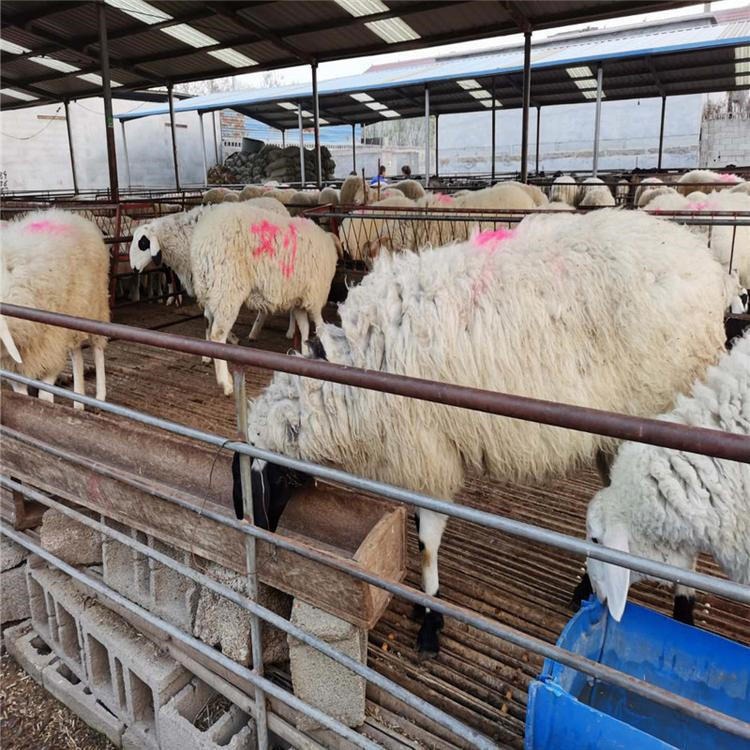 6个月以上的湖羊种羊价格 通凯 活体湖羊养殖场 育肥羊养殖基地图片