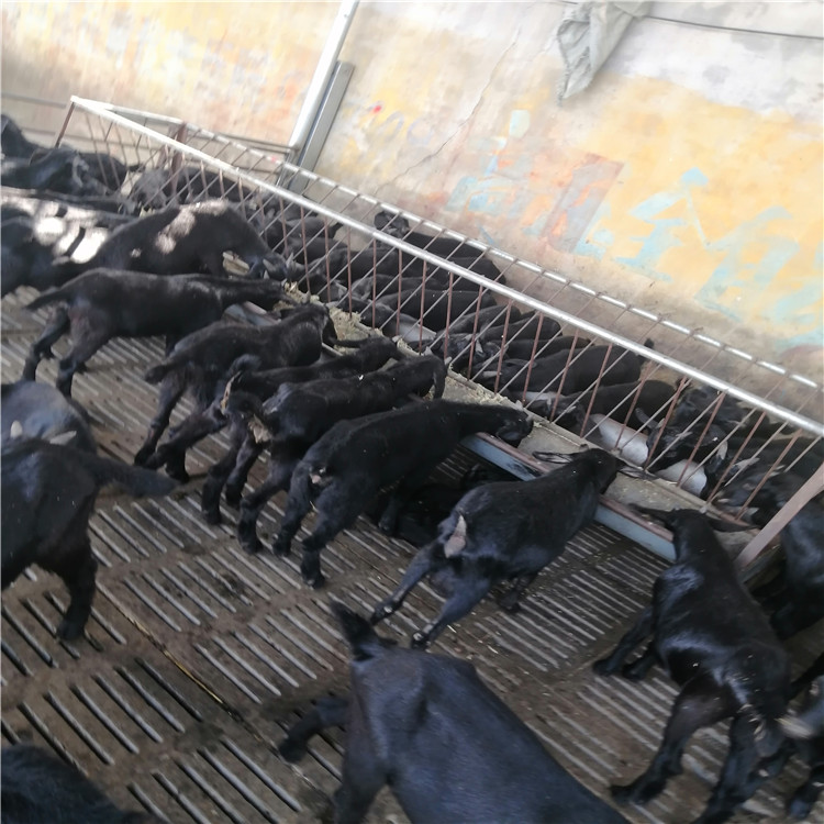 购买黑山羊价格 改良肉羊品种 黑山羊养殖基地 乡村牧业 好养活