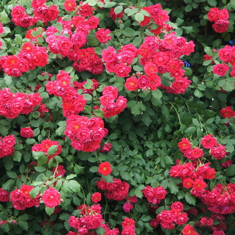 基地直销 各种藤本植物  优质爬墙梅红花蔷薇四季开花 爬墙蔷薇示例图4