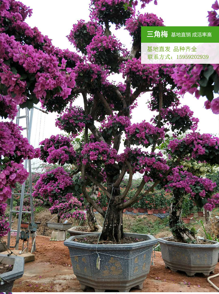 三角梅桩景（高度2米5）紫色桩景造型  盆栽勒杜鹃 大苗三角梅示例图8