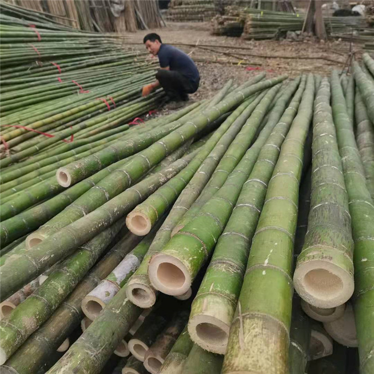 工程绿化树木支撑竹竿菜架竹竿价格