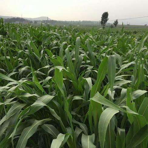 玉米草种子 家禽食用牧草 墨西哥玉米草种子价格 提供技术资料 仟花轩