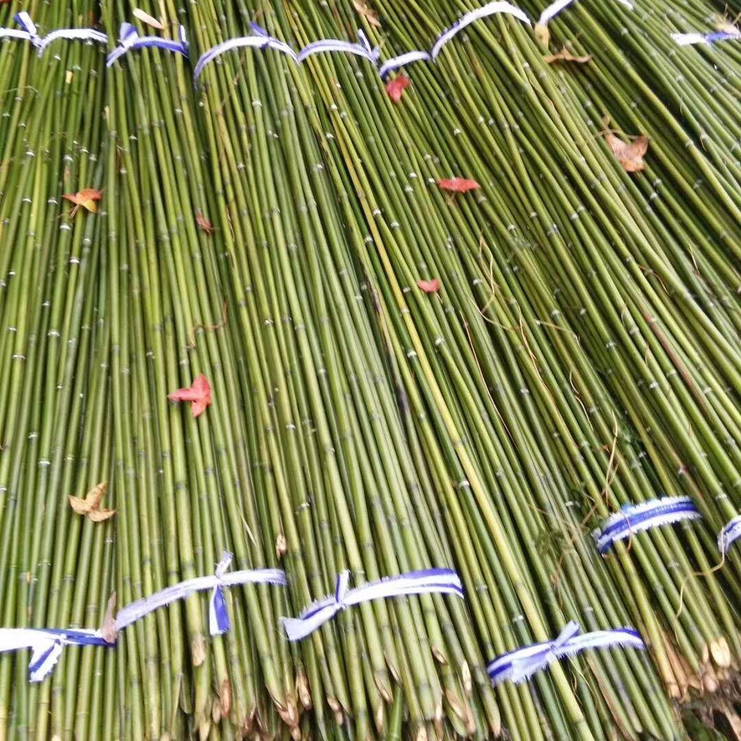 菜架竹竿厂家 拇指粗竹竿 黄瓜 冬瓜架杆1米 2米 2.5米3米长竹秆量大从优
