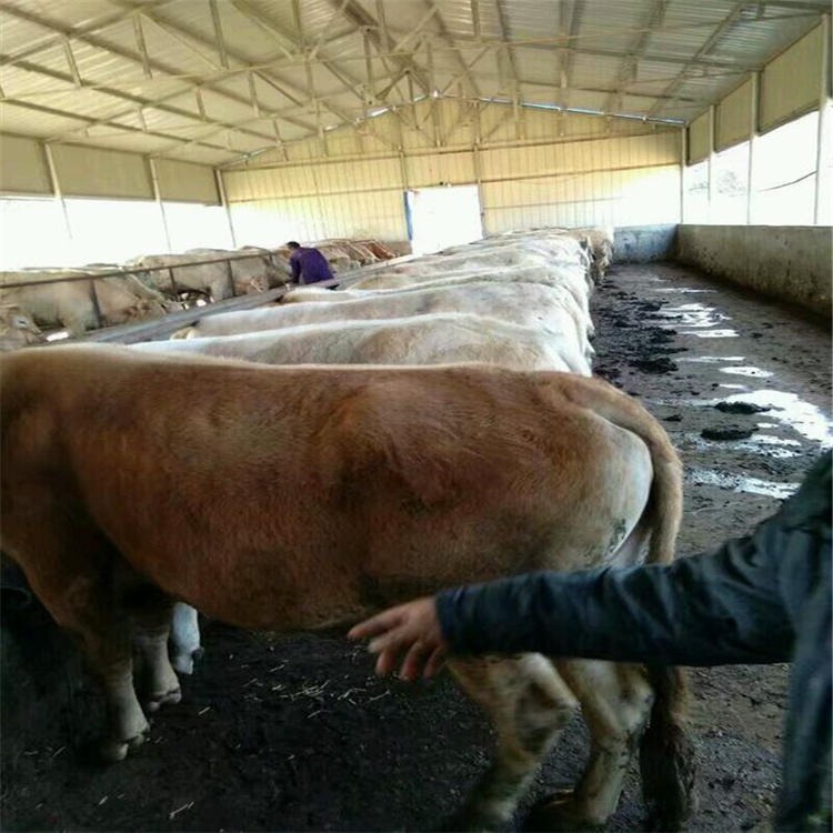 山东正规养殖夏洛莱牛 通凯养殖场 300斤夏洛莱牛活体夏洛莱牛价格图片