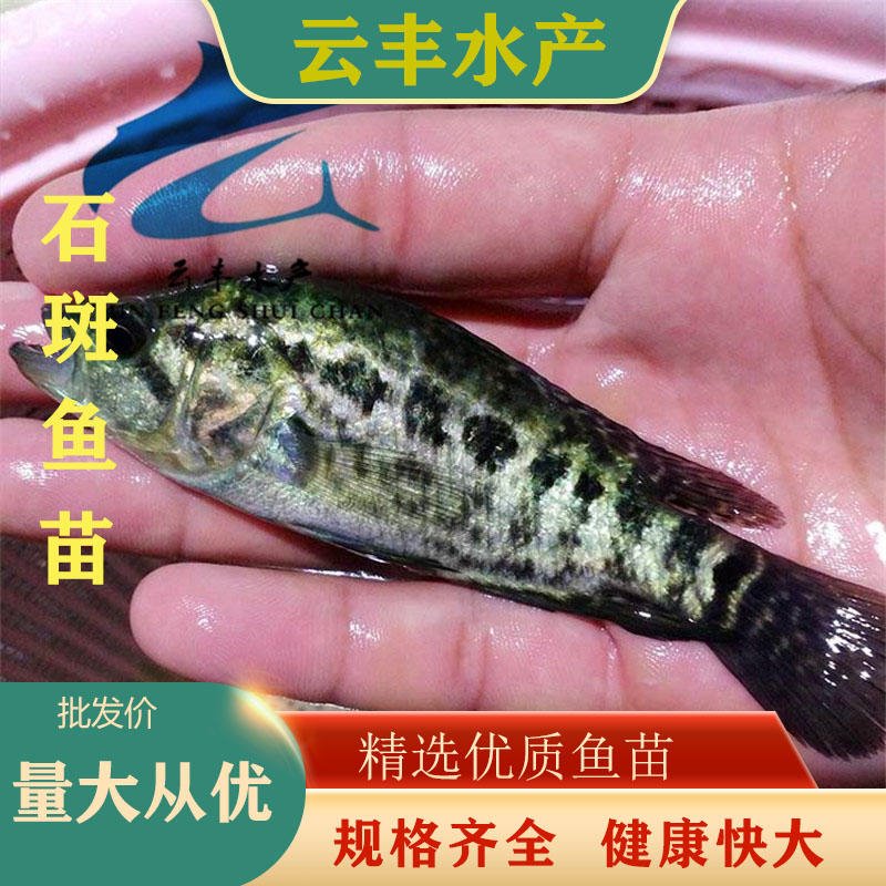 吉安花斑鱼苗养殖技术 求购珍珠斑鱼苗 淡水石斑鱼苗苗场图片