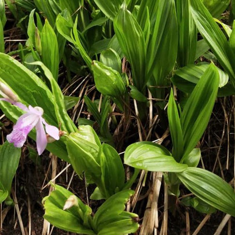 红河白及苗价格 紫花白芨种苗供应图片