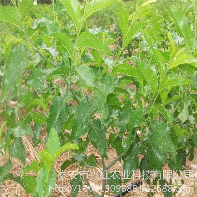 金丝脆枣树苗品种多样 枣树苗基地 大量直销嫁接枣苗图片