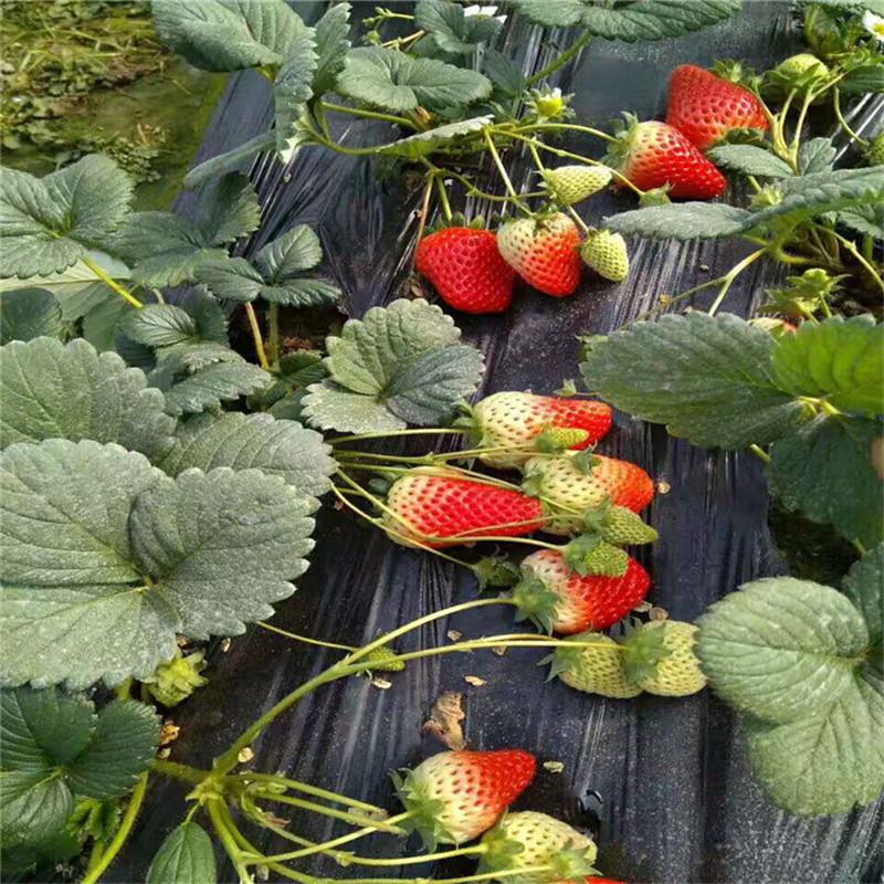 明晶草莓苗新品种推广 草莓苗采购行情 泉诚苗木品种齐全