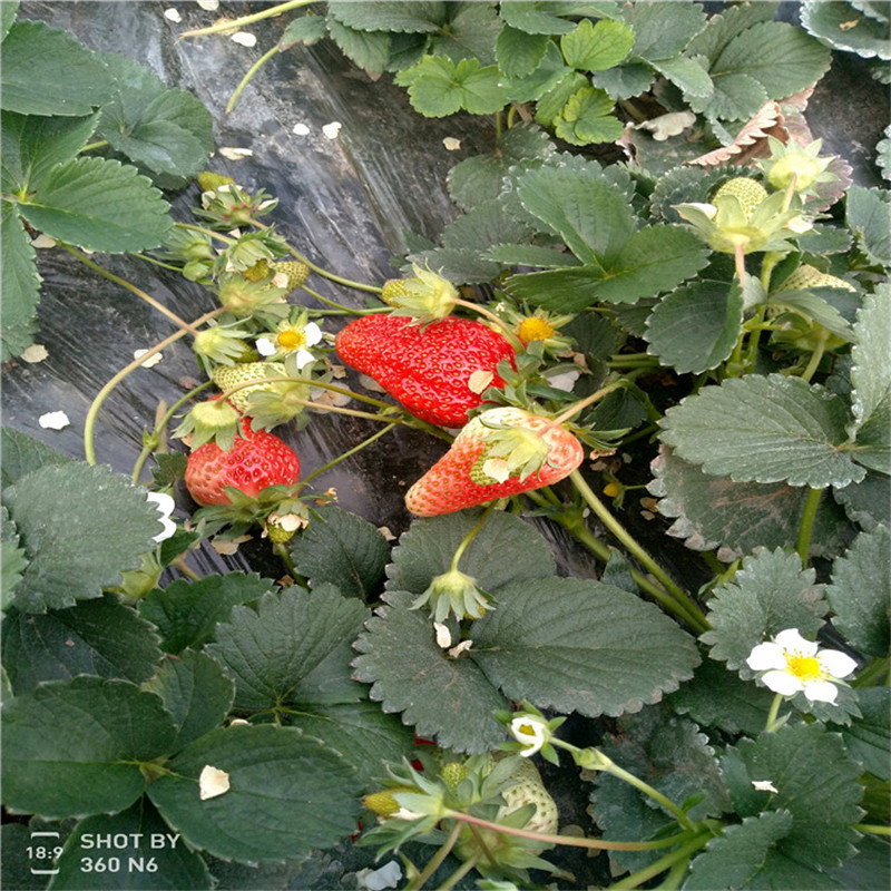 批发京藏香草莓苗基地 吐德拉草莓苗价格 京泉香草莓苗包邮价格