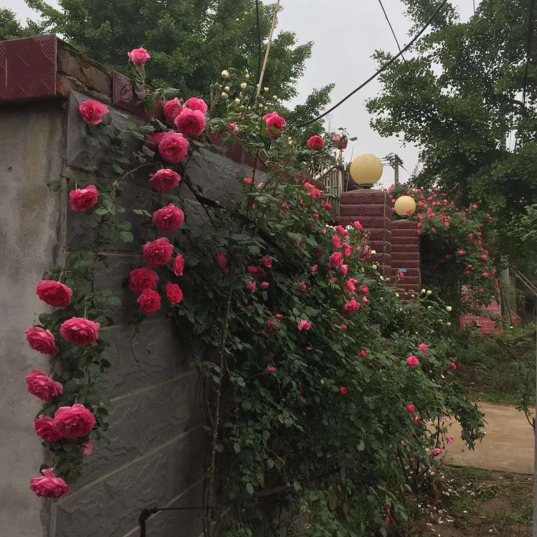 1.5米四季蔷薇 大花蔷薇浓香型爬藤植物 庭院花卉日本蔷薇苗