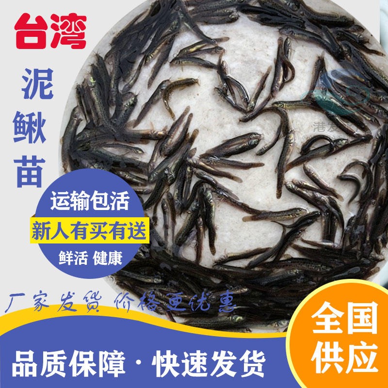放养密度高泥鳅种苗 求购台湾泥鳅鱼苗_成活率高_周期短_效益好
