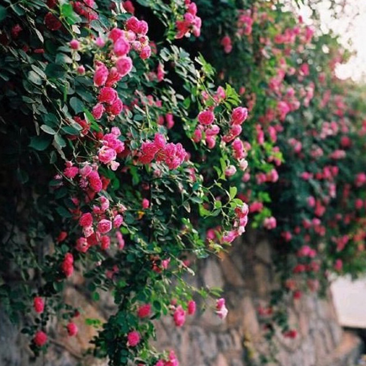 基地直销 各种藤本植物  优质爬墙梅红花蔷薇四季开花 爬墙蔷薇示例图1