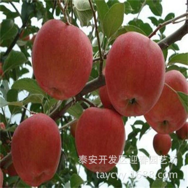 山东当年嫁接红富士价格 苹果苗实生苗价格 一亩地种植苹果棵树