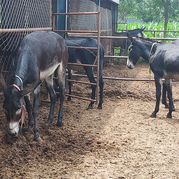 出售德州种公驴 恒正牧业 直销种公驴价格 成年种公驴价格 纯种品种