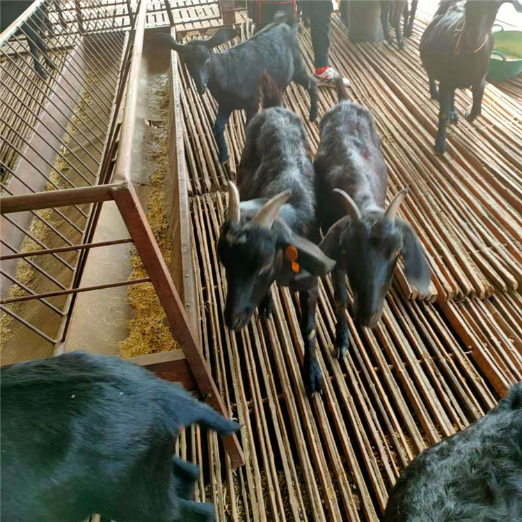 买黑山羊苗 圈养100只羊一年的利润 多种肉羊苗价格 乡村牧业 厂家供应