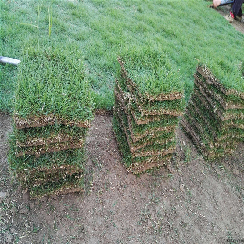早熟禾种子大型基地  草坪种子批发低价 沣泽价格优惠图片