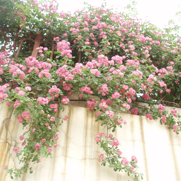 基地直销 各种藤本植物  优质爬墙梅红花蔷薇四季开花 爬墙蔷薇示例图10