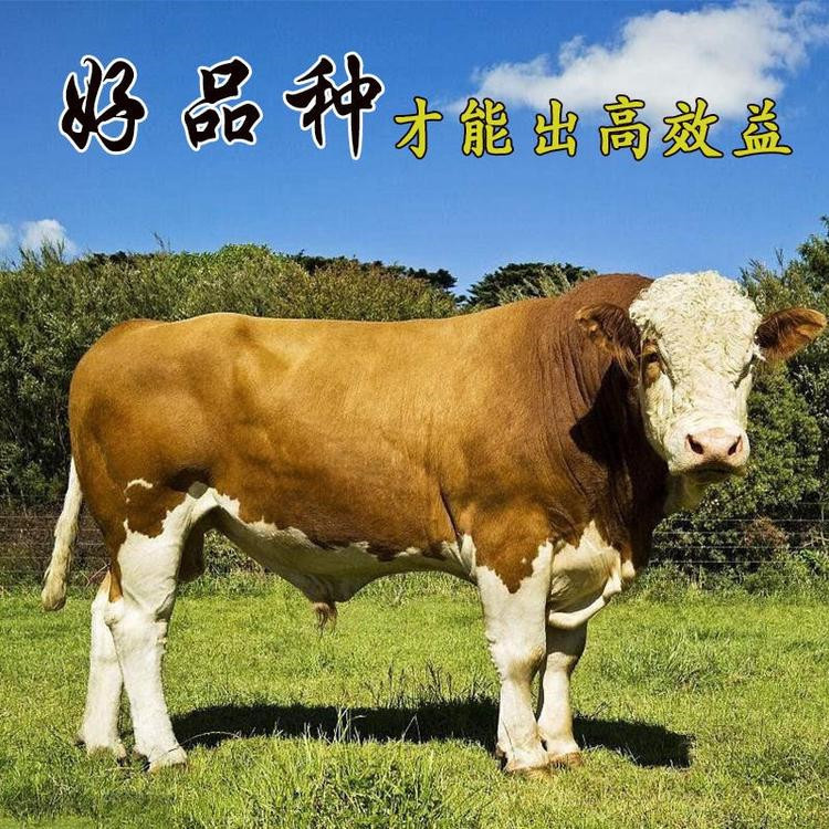 厂家出售改良牛犊子 西门塔尔牛犊价格 牛犊子批发价格示例图3